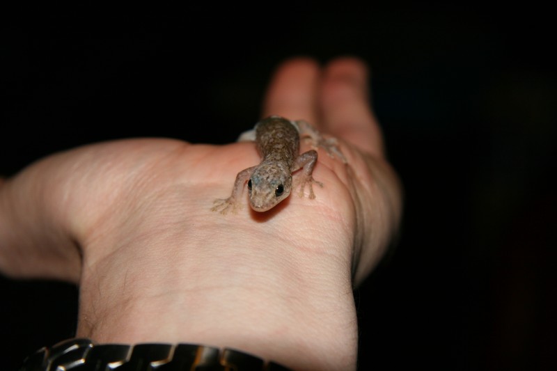 Gecko in my hand