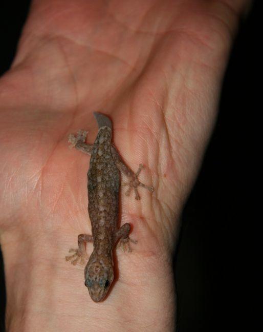 Gecko on my hand