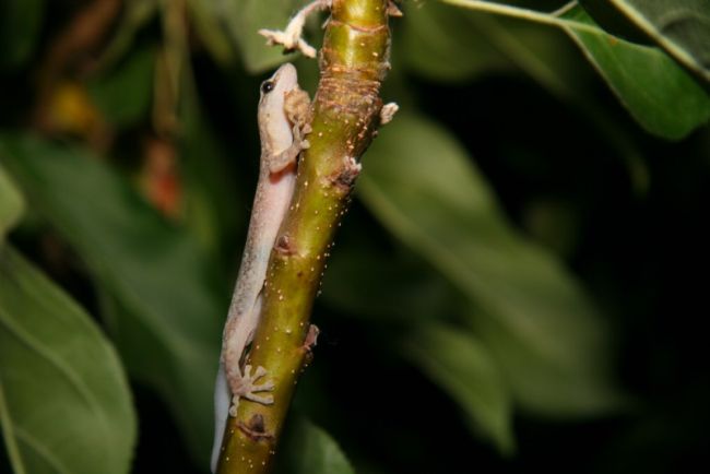 Gecko on a tree branch.